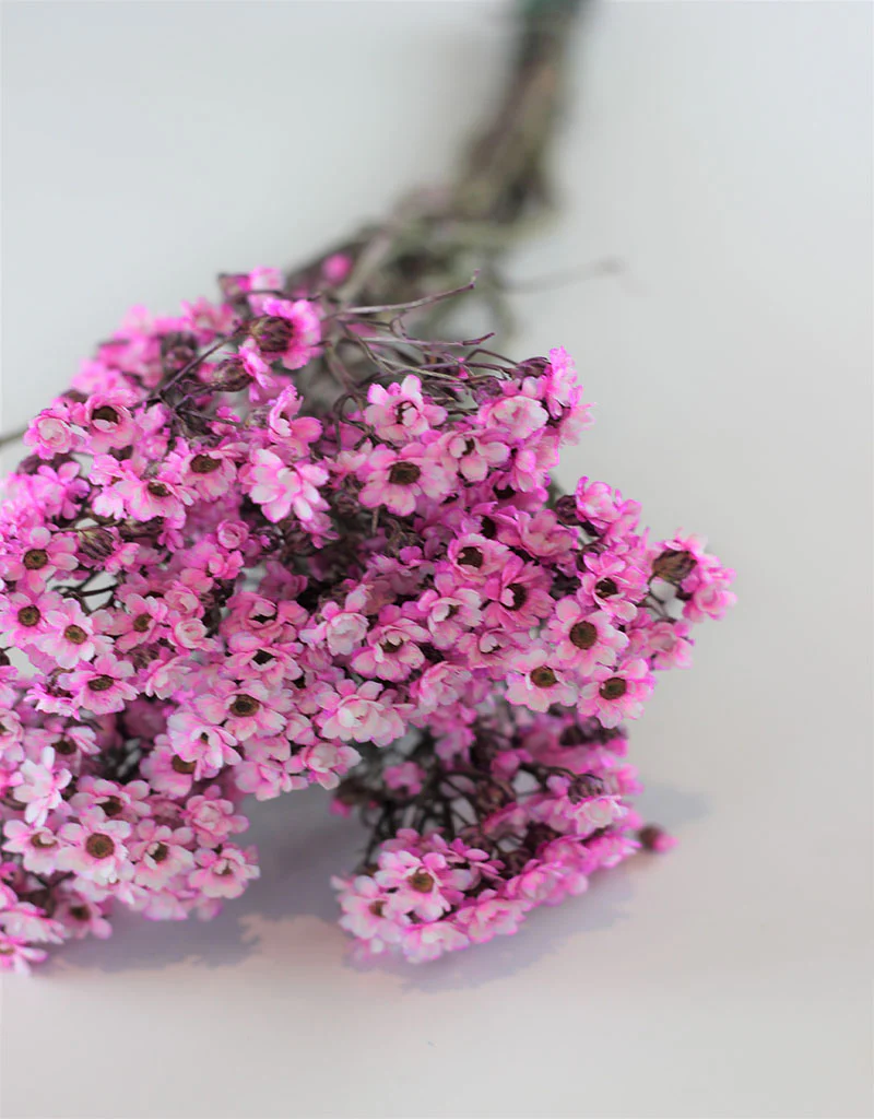 Dried Ixodia -  Pink Bunch, 50 cm - Image 3