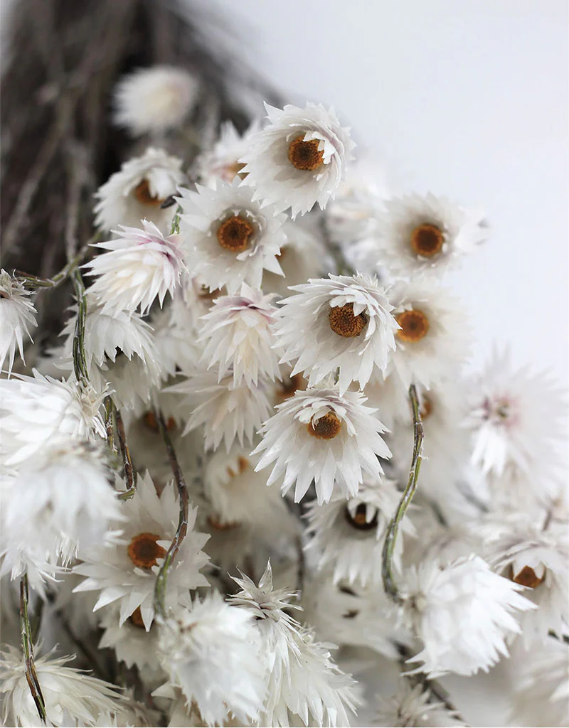 Dried Kaaps - Cape Snow White Bunch, 50 cm - Image 2