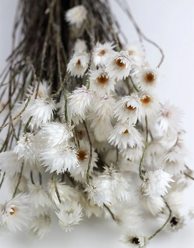 Dried Kaaps - Cape Snow White Bunch, 50 cm - Image 3