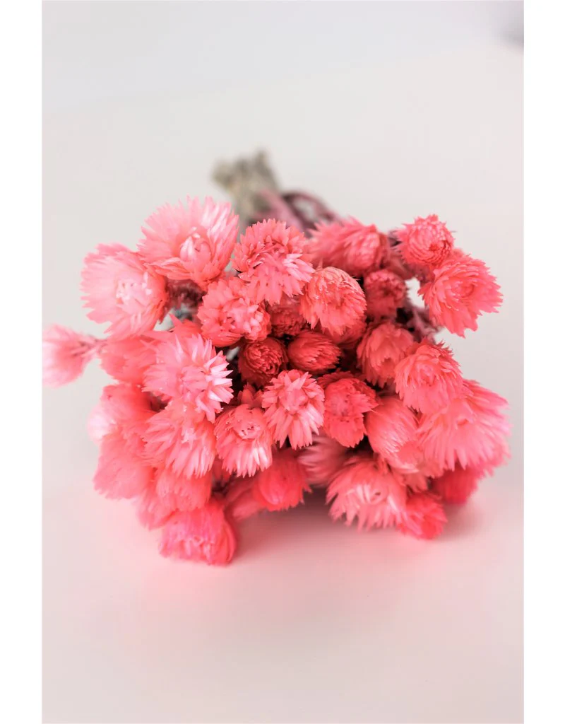Dried Kaaps - Light Pink, 40 cm - Image 2