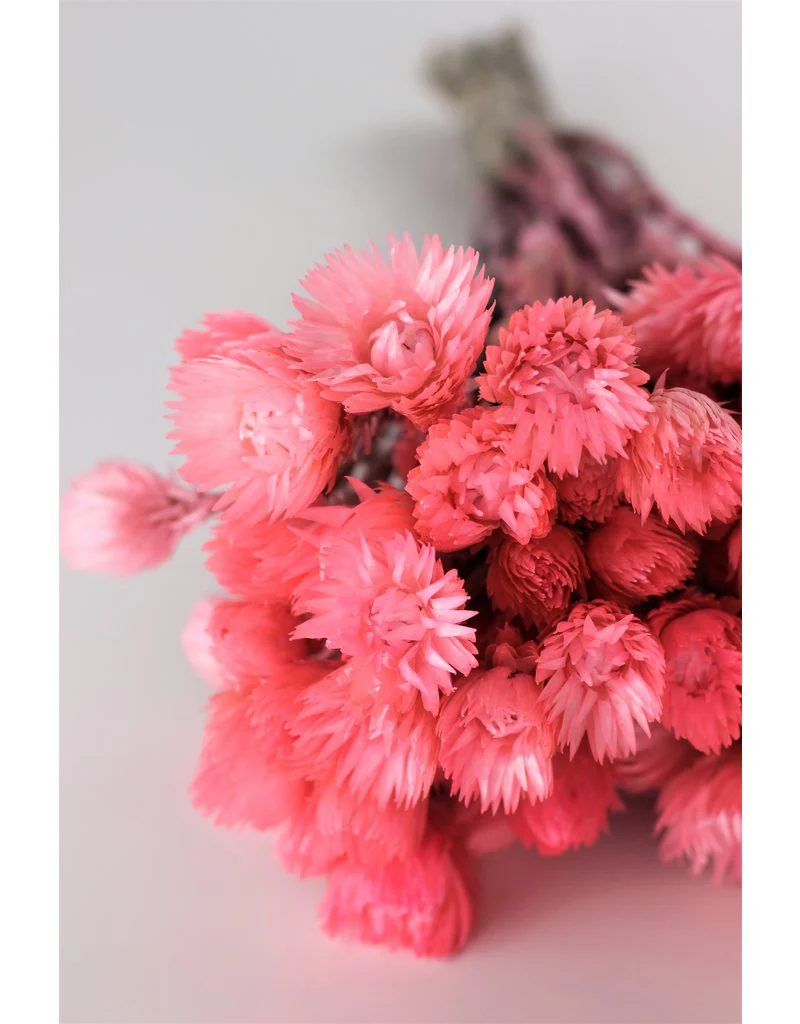 Dried Kaaps - Light Pink, 40 cm - Image 3