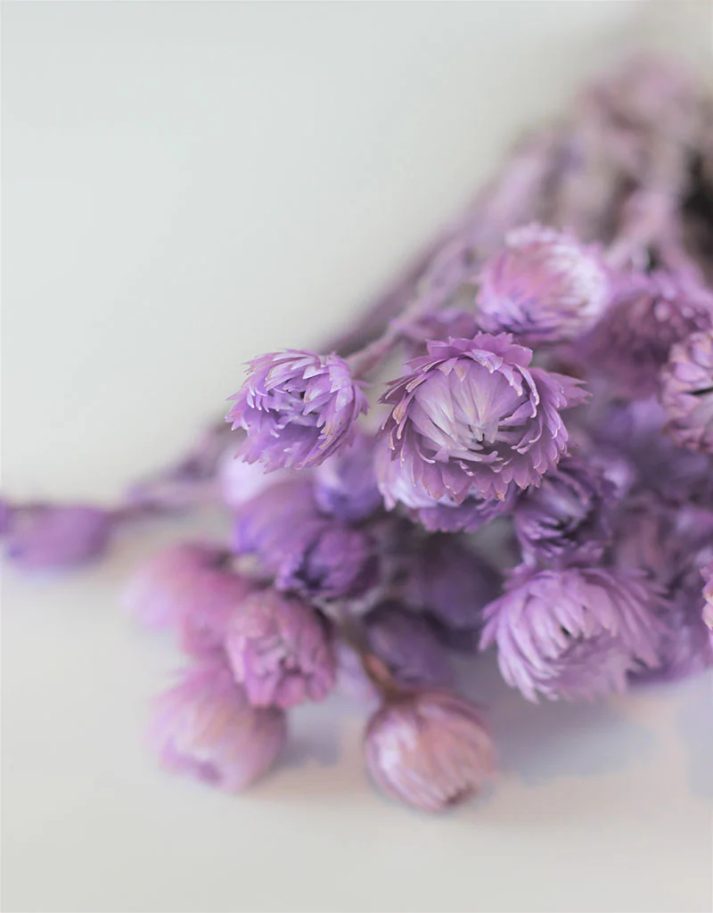 Dried Kaaps - Lilac Bunch, 40 cm - Image 2