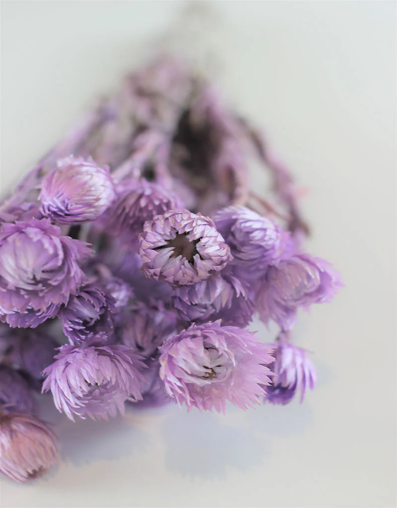 Dried Kaaps - Lilac Bunch, 40 cm - Image 3