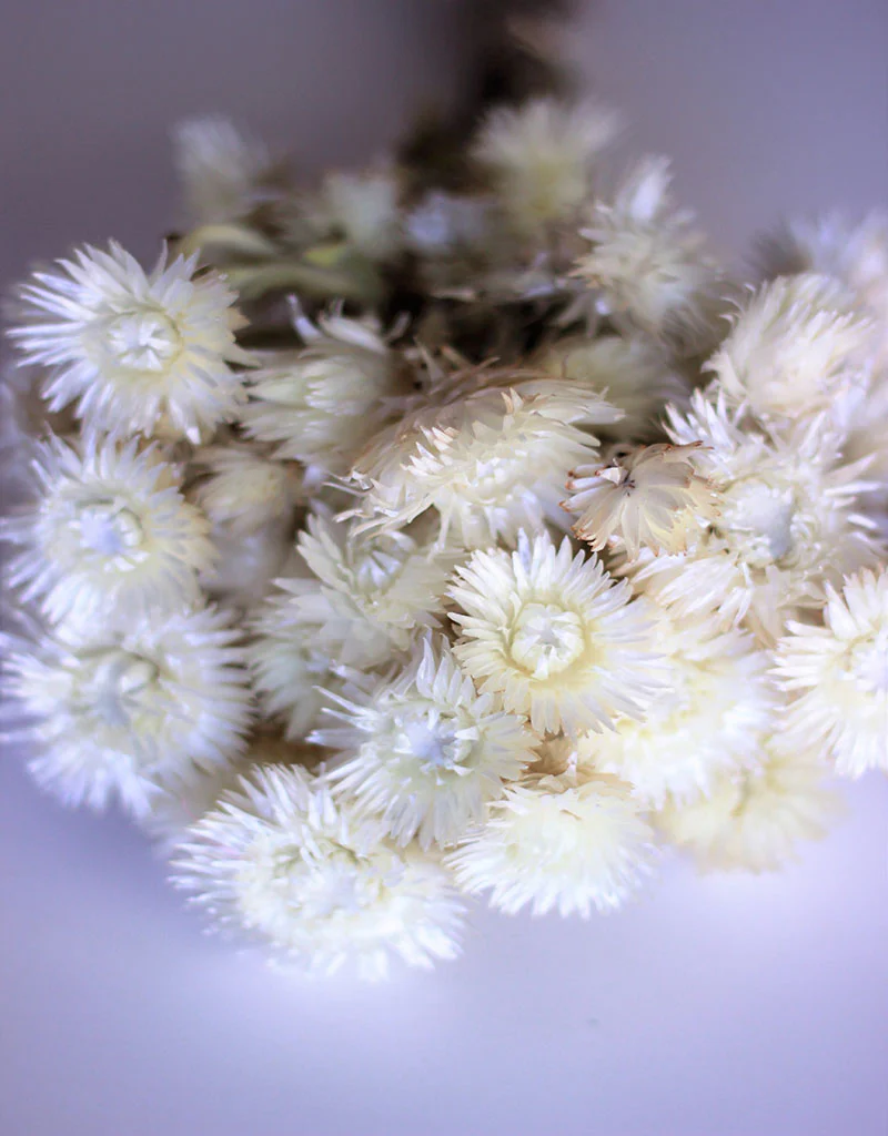 Dried Kaaps - White Bunch, 45 cm - Image 3