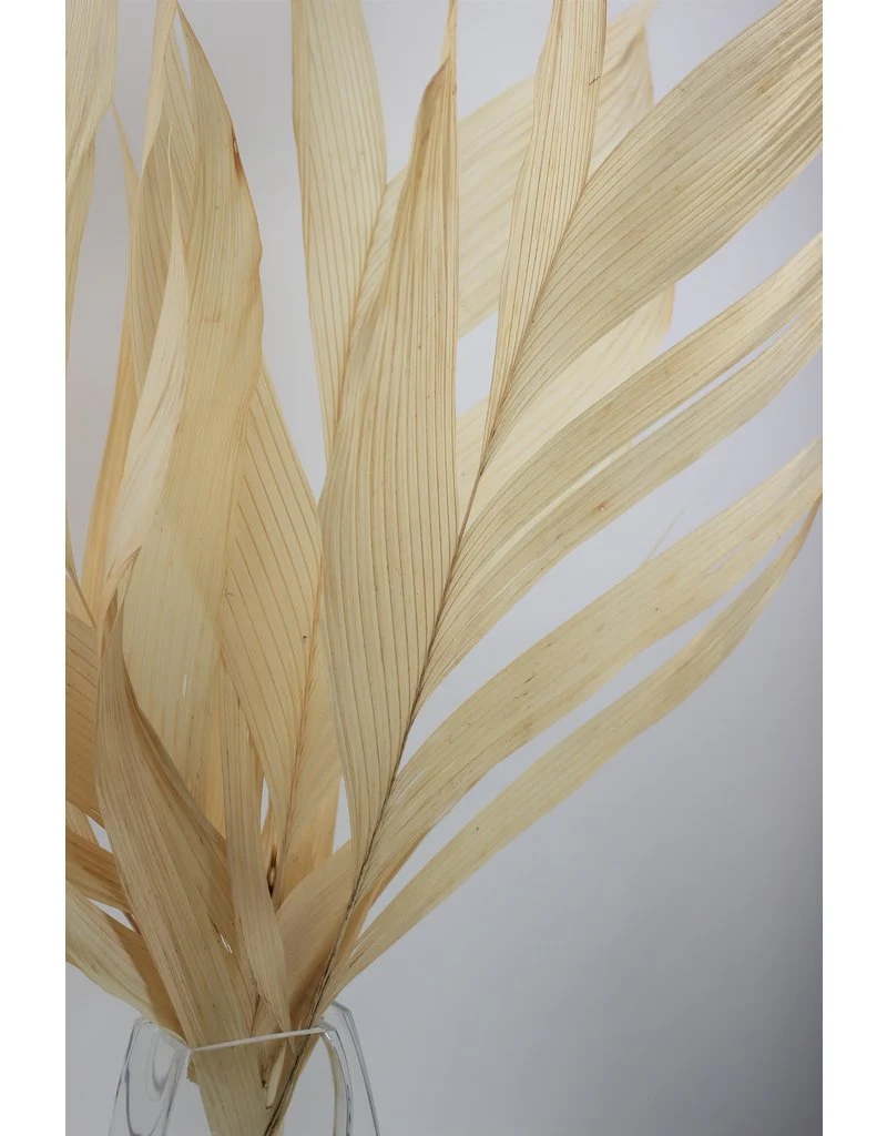Large Dried Aricana Leaves- Bleached, 5 Stems, 80 cm - Image 2