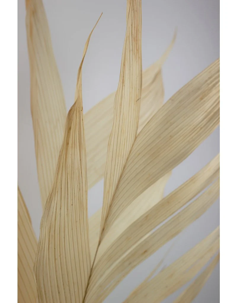 Large Dried Aricana Leaves- Bleached, 5 Stems, 80 cm - Image 3