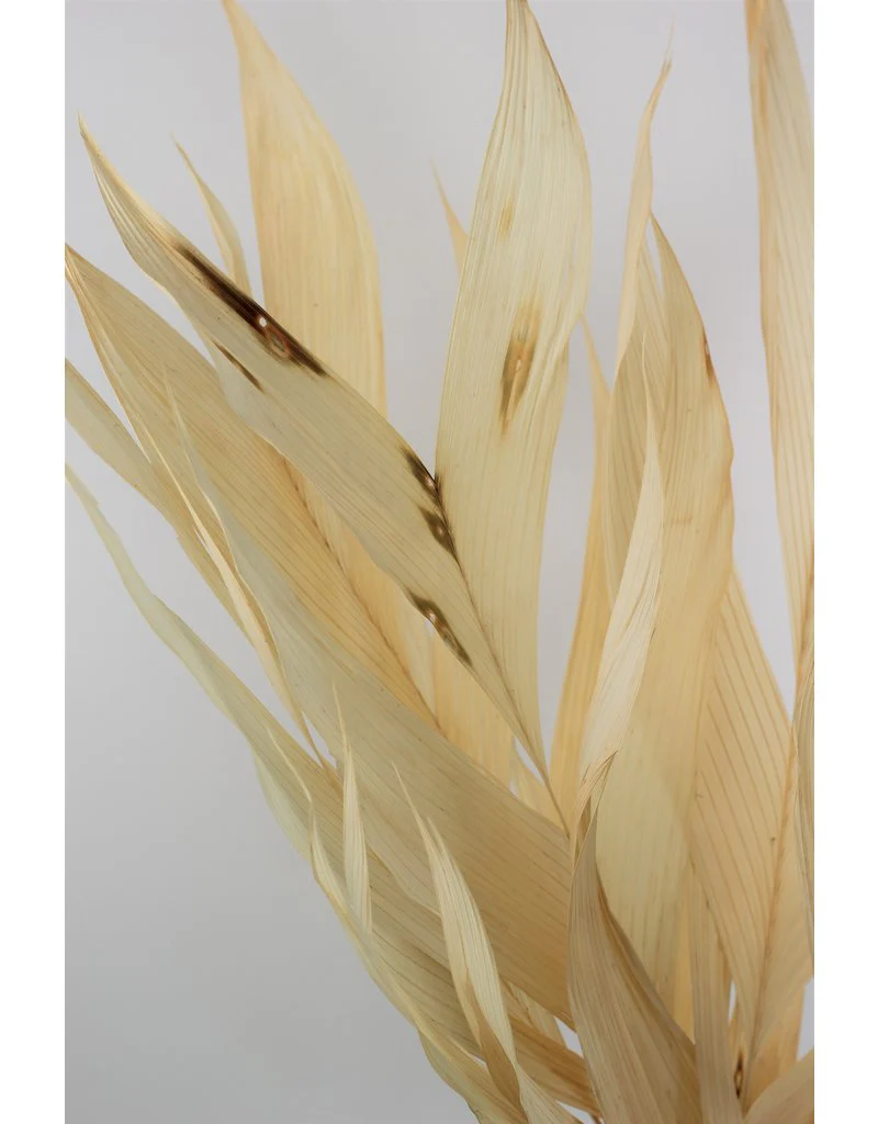 Large Dried Aricana Leaves- Bleached, 5 Stems, 80 cm - Image 4