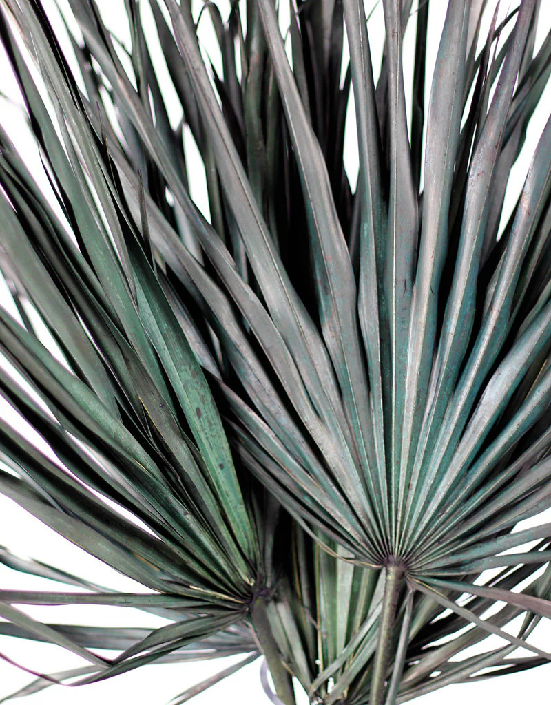 Large Dried Chamaerops Palms - Black, Green, 8 Stems, 70 cm - Image 2