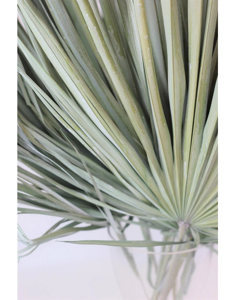 Dried Chamaerops Palm - Frosted Green, 8 Stems, 70 cm - Image 2