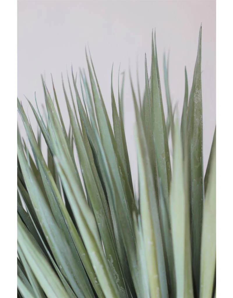 Dried Chamaerops Palm - Frosted Green, 8 Stems, 70 cm - Image 3