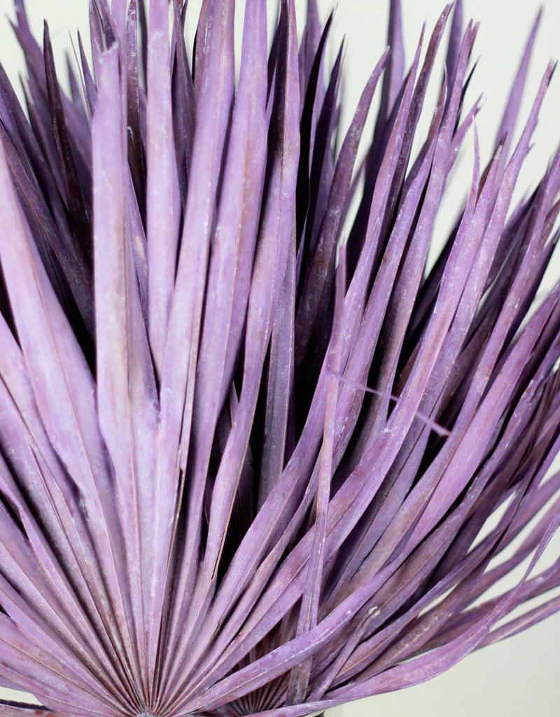 Large Dried Chamaerops Palm - Frosted Purple, 8 Stems, 70 cm - Image 3
