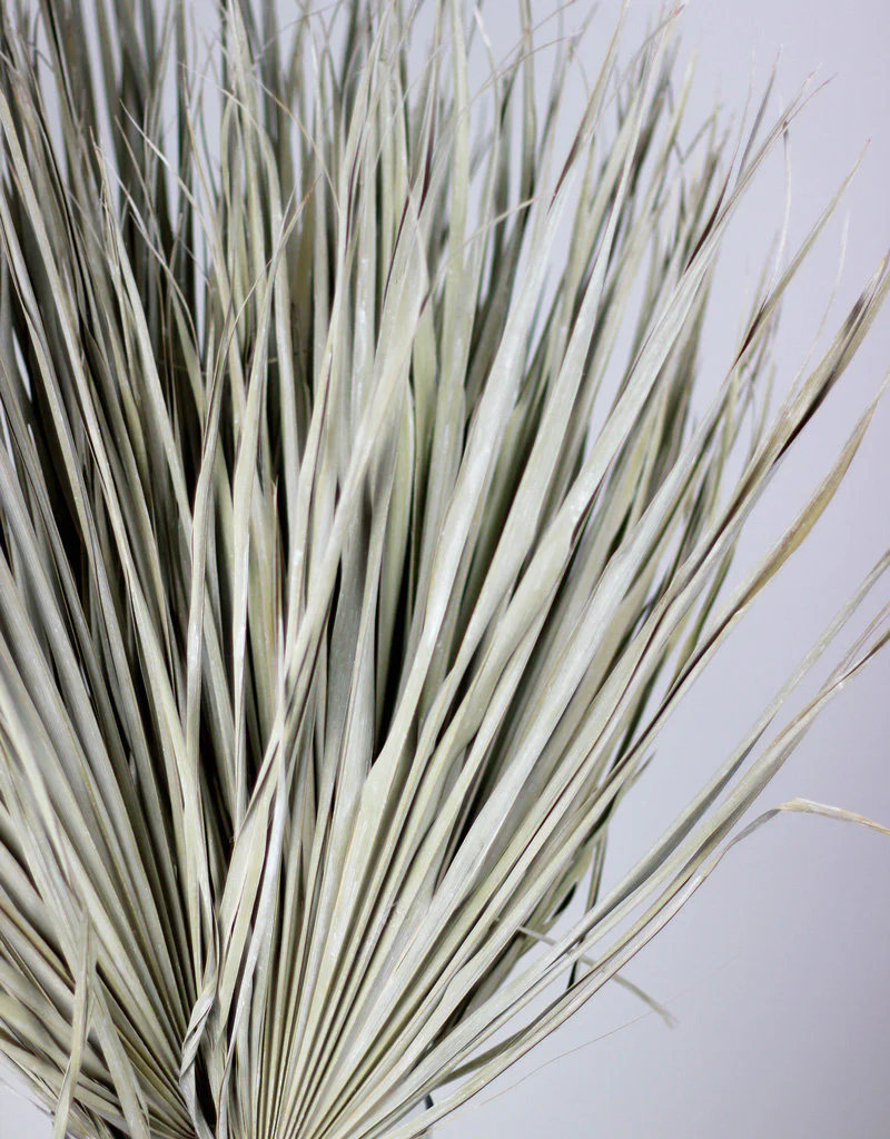 Large Dried Chamaerops Palm - Frosted White, 8 Stems, 70 cm - Image 2