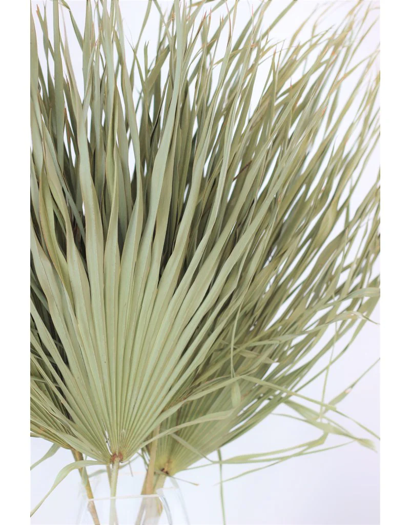 Large Dried Chamaerops Palm - Natural, 8 Stems, 70 cm - Image 2