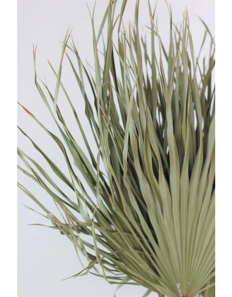 Large Dried Chamaerops Palm - Natural, 8 Stems, 70 cm - Image 3