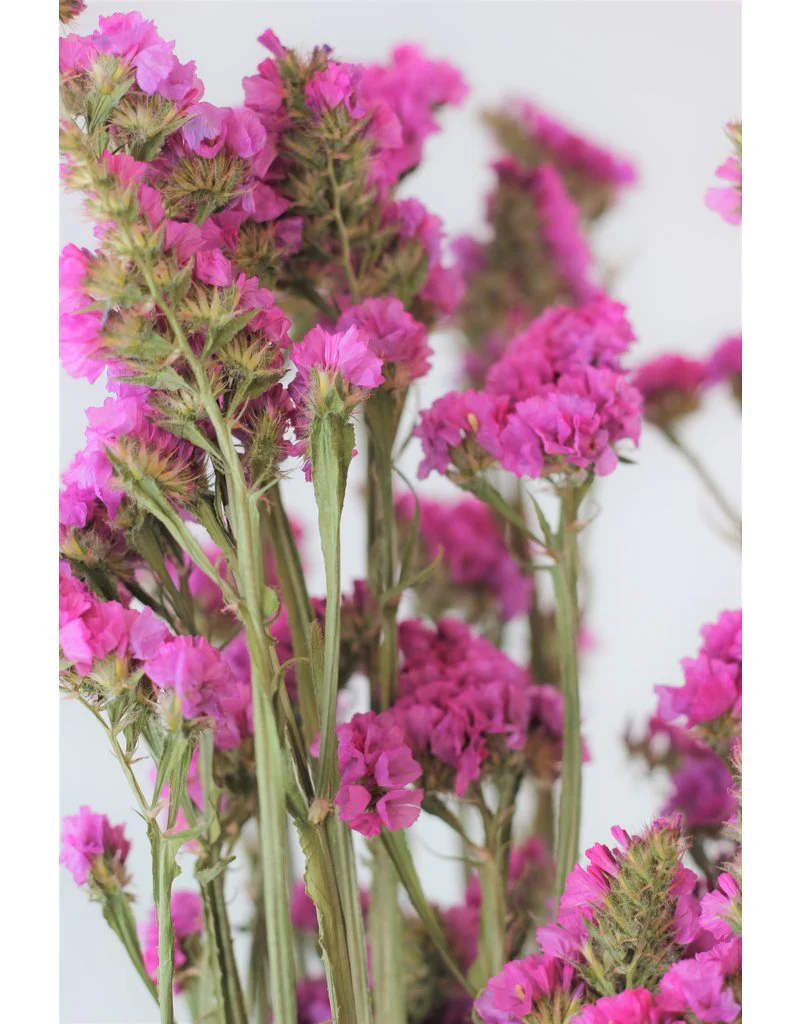 Large Dried Limonium Statice - Cerise Pink, 70 cm - Image 3