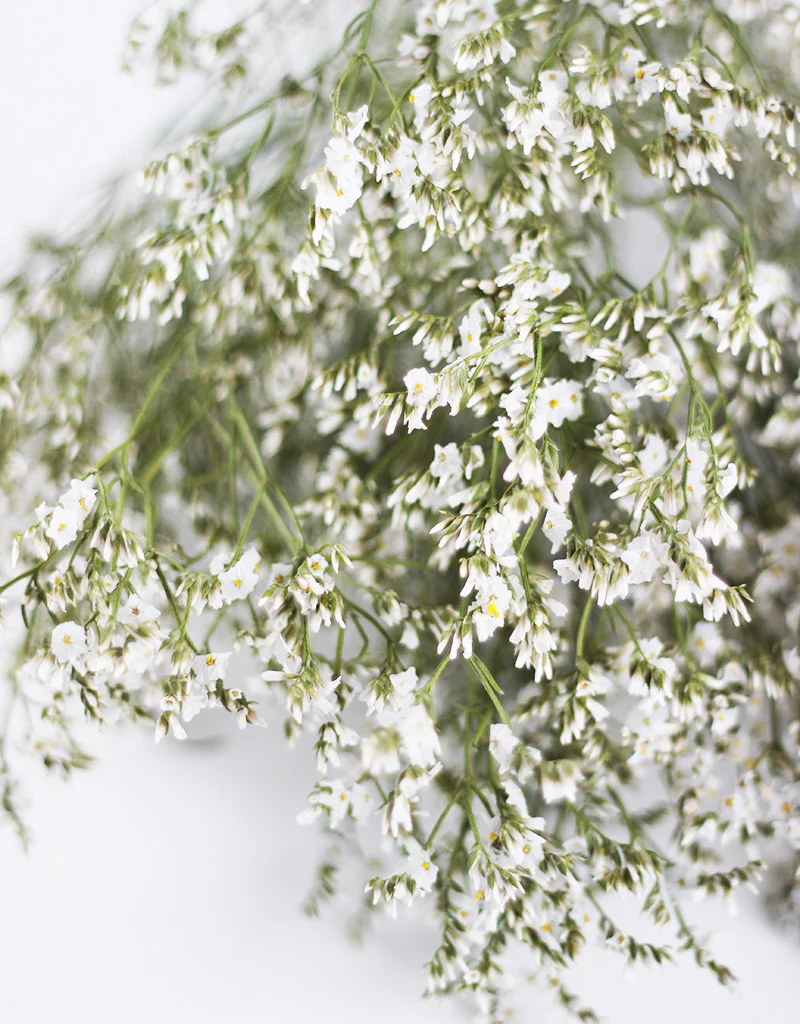 Dried Limonium White Flowers Bunch- 5 stems, 70cm - Image 2