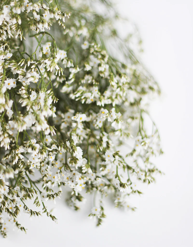 Dried Limonium White Flowers Bunch- 5 stems, 70cm - Image 3