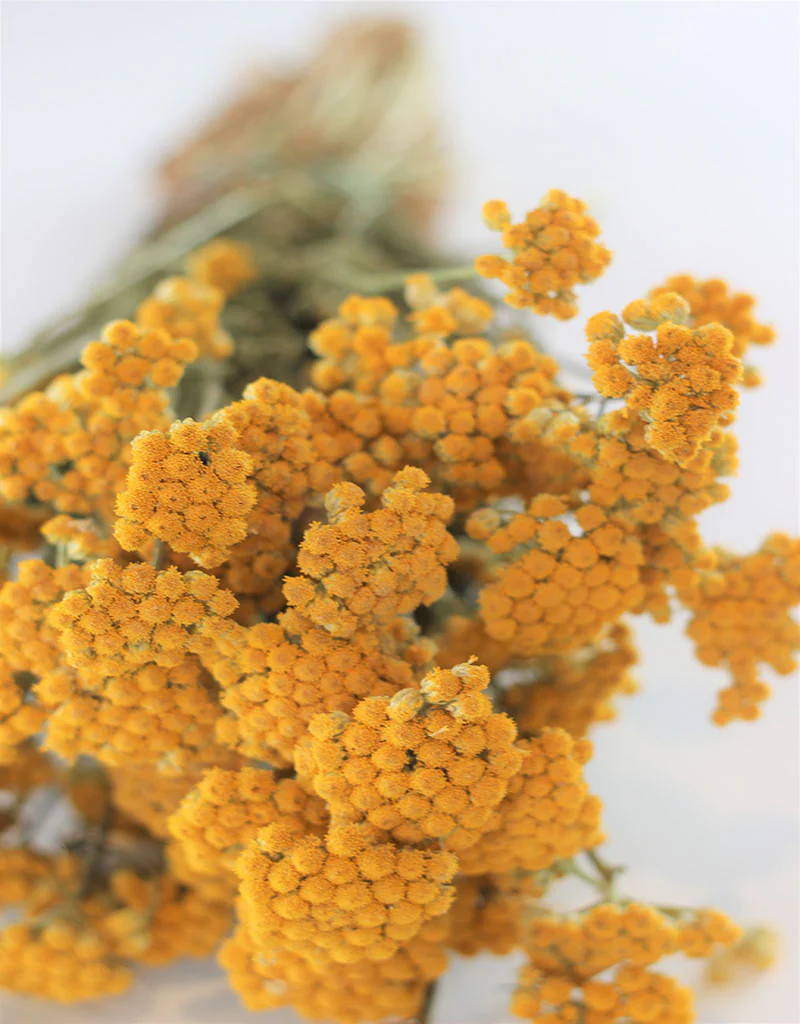 Dried Lonas - Natural Bunch, 60 cm - Image 3