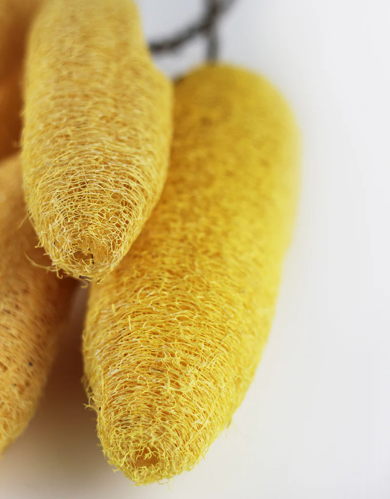 Dried Luffa (Loofah) - 5 stems, 60 cm length,  Yellow - Image 3