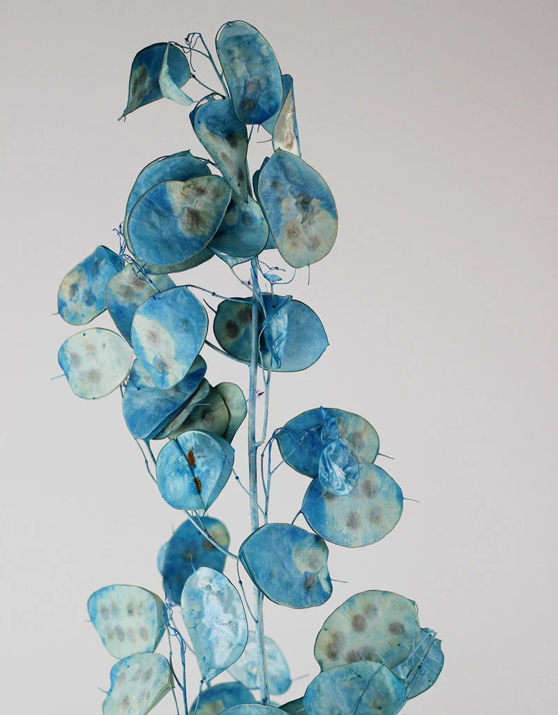 Dried Lunaria - Blue Bunch, 60 cm - Image 2