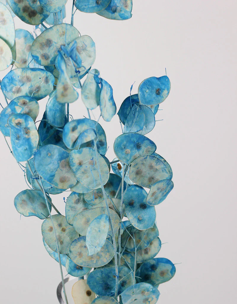 Dried Lunaria - Blue Bunch, 60 cm - Image 3