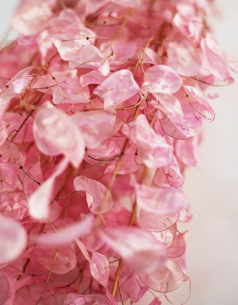 Dried Lunaria bunch - Baby Pink, 70cm - Image 2