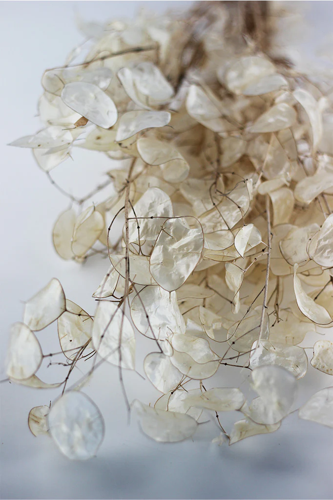 Dried Lunaria (Honesty) - Natural Bunch, 70 cm - Image 3