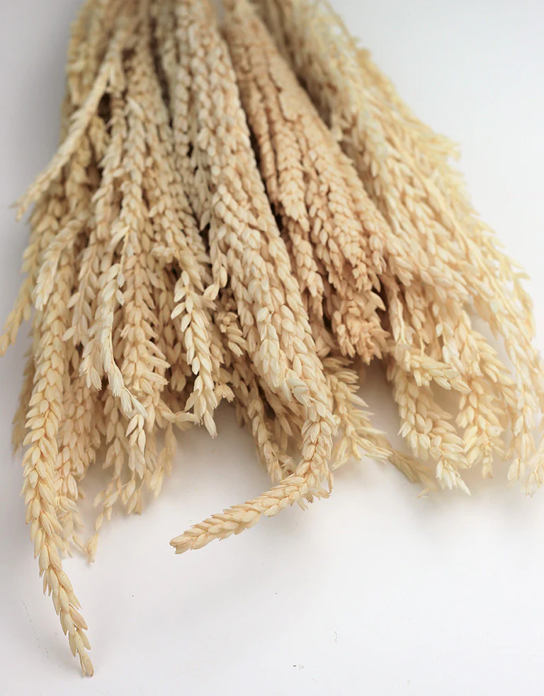 Dried Mais - Bleached Bunch, 65 cm - Image 2