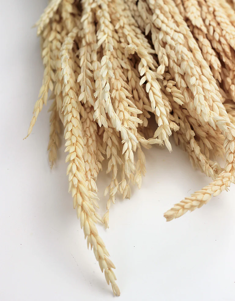 Dried Mais - Bleached Bunch, 65 cm - Image 3