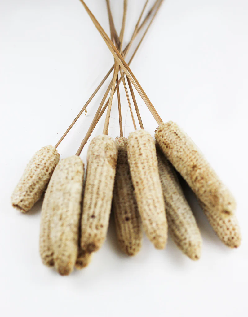 Dried Maize Bunch- 10 stems, Natural, 60 cm - Image 2