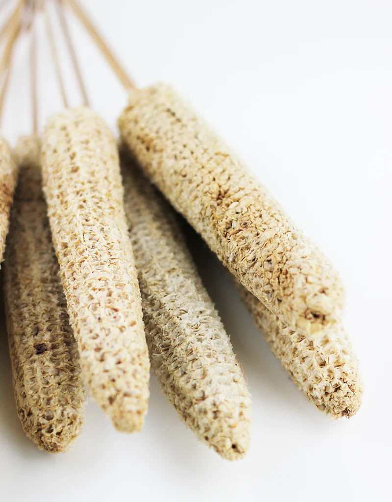 Dried Maize Bunch- 10 stems, Natural, 60 cm - Image 4