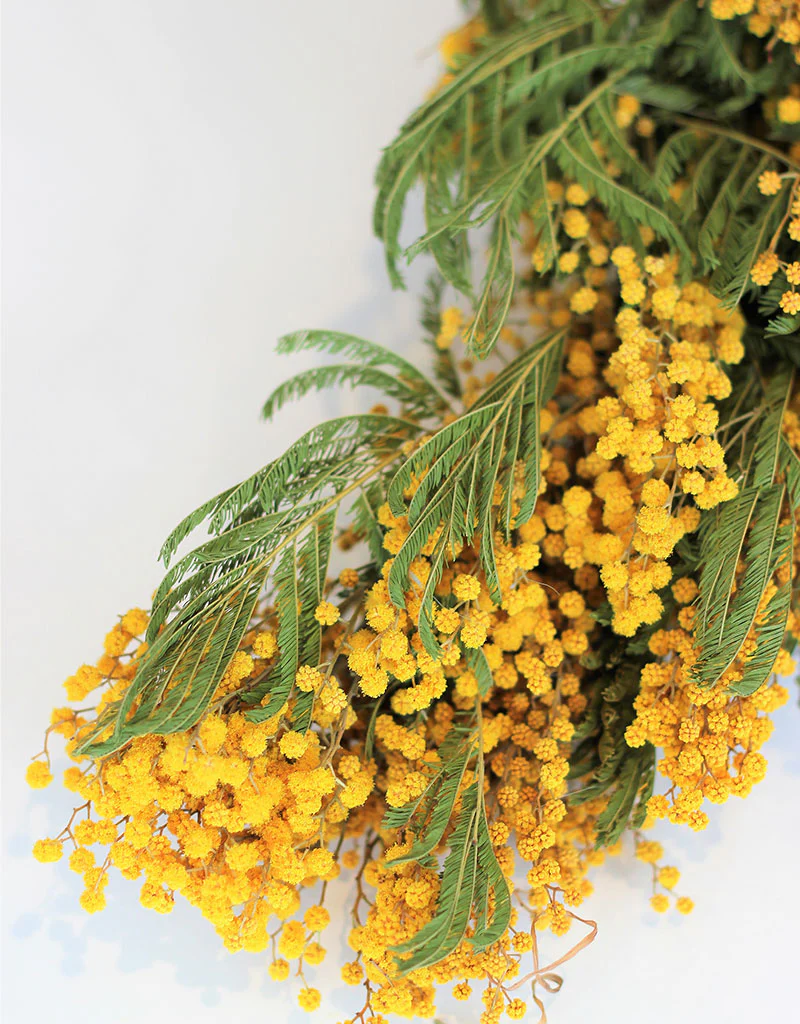 Dried Mimosa Flowers - Natural Yellow Bunch, 60 cm XL (Acacia Dealbata) 200g - Image 2