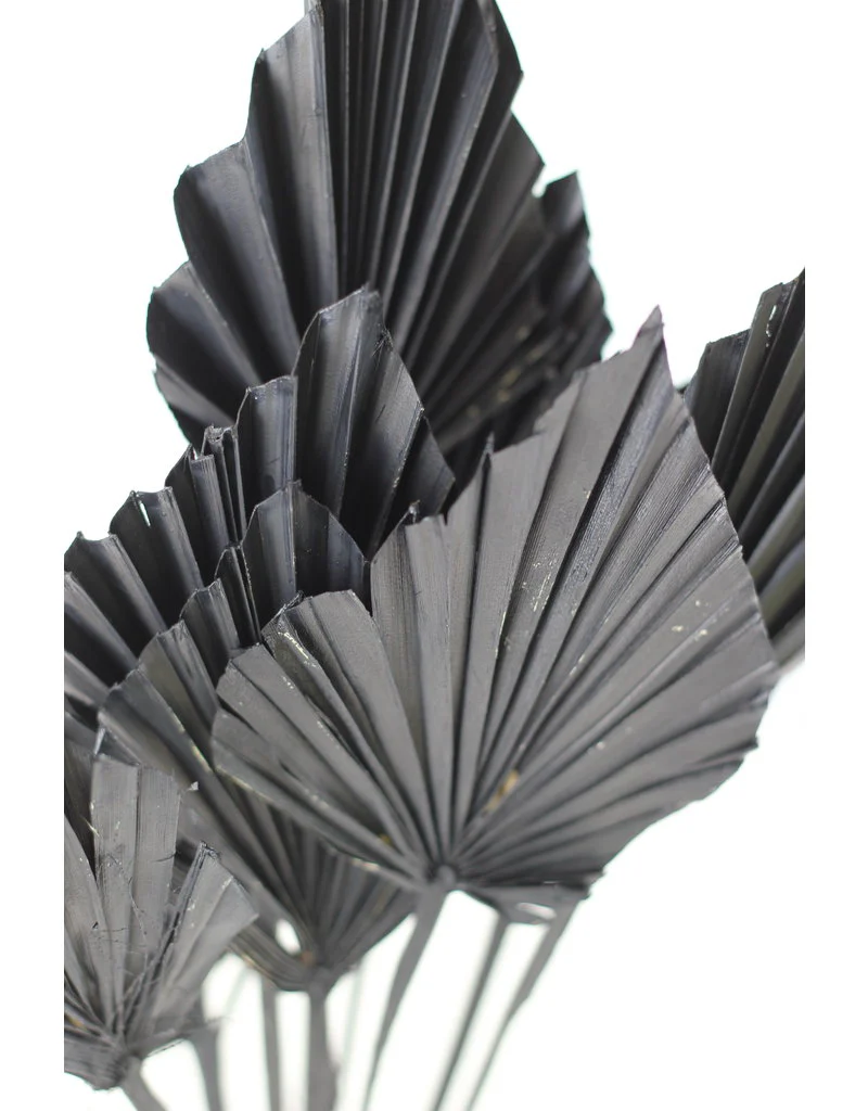 Mini Dried Palm Spears - Black, 10 Stems, 45 cm - Image 3