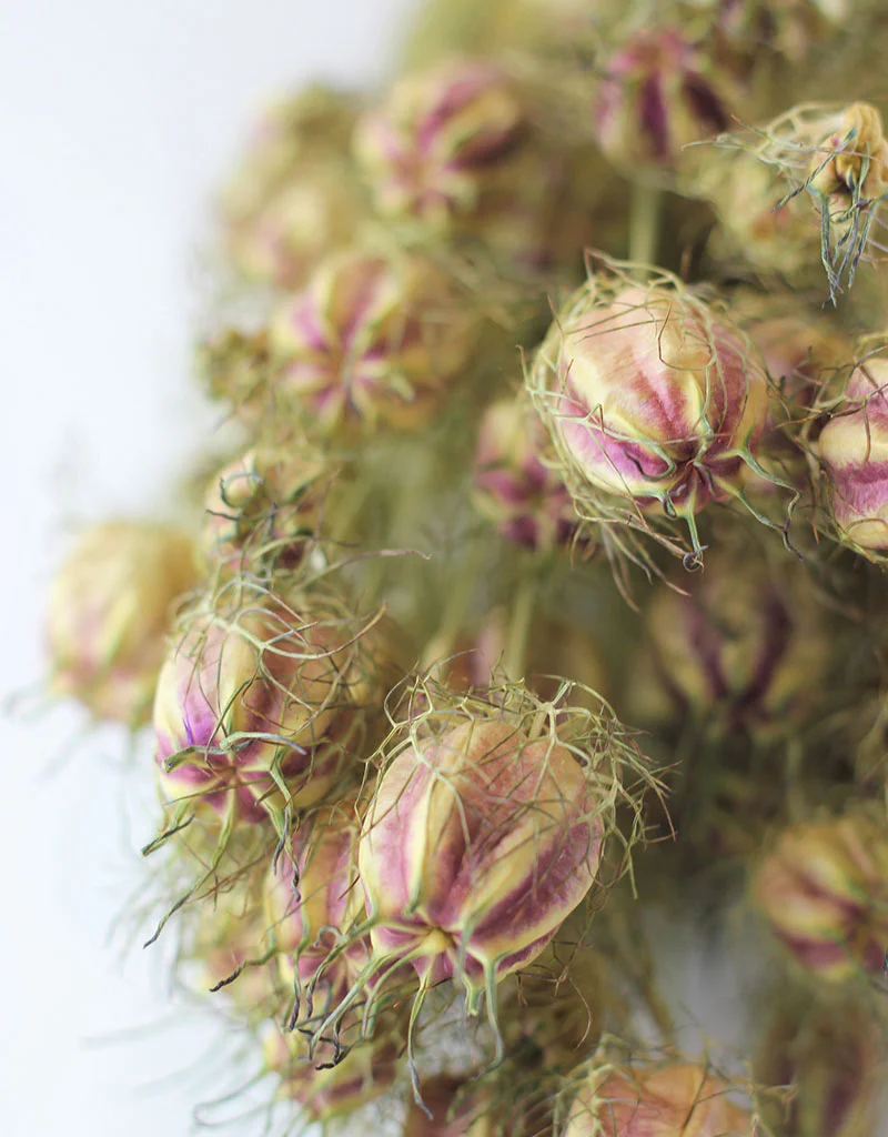 Dried Nigella - Natural Bunch, 60 cm - Image 2