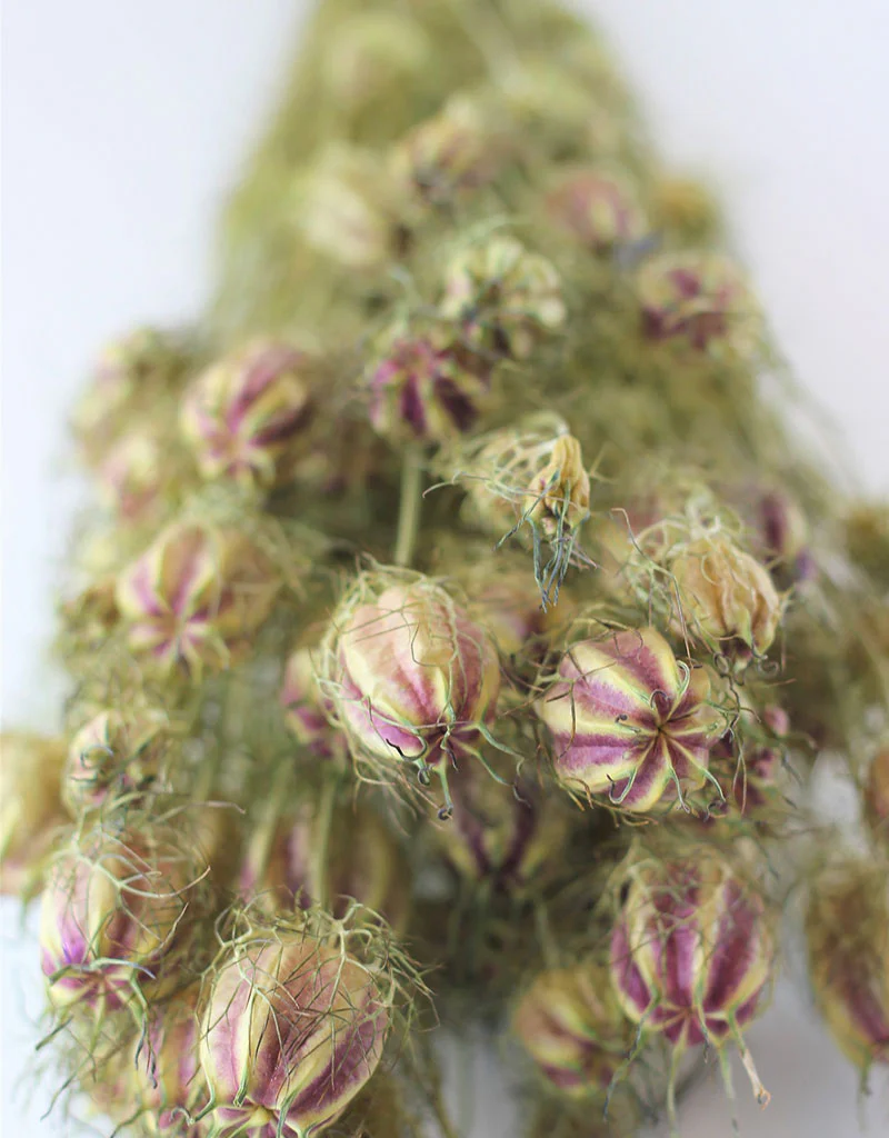 Dried Nigella - Natural Bunch, 60 cm - Image 4