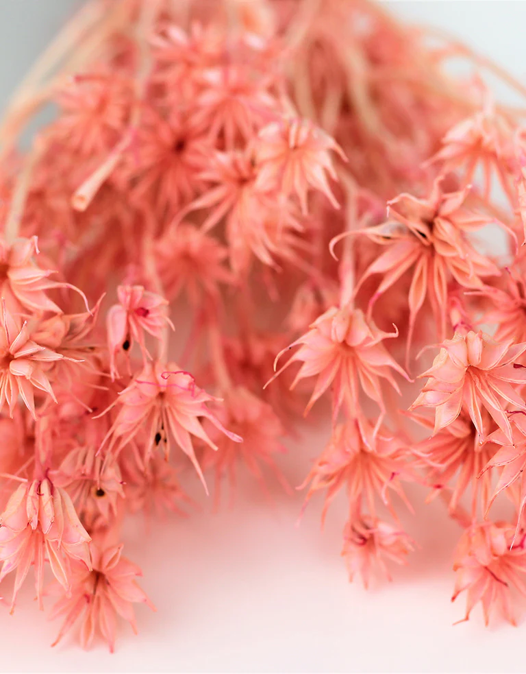 Dried Nigella Orientalis - Baby Pink Bunch, 60 cm - Image 2