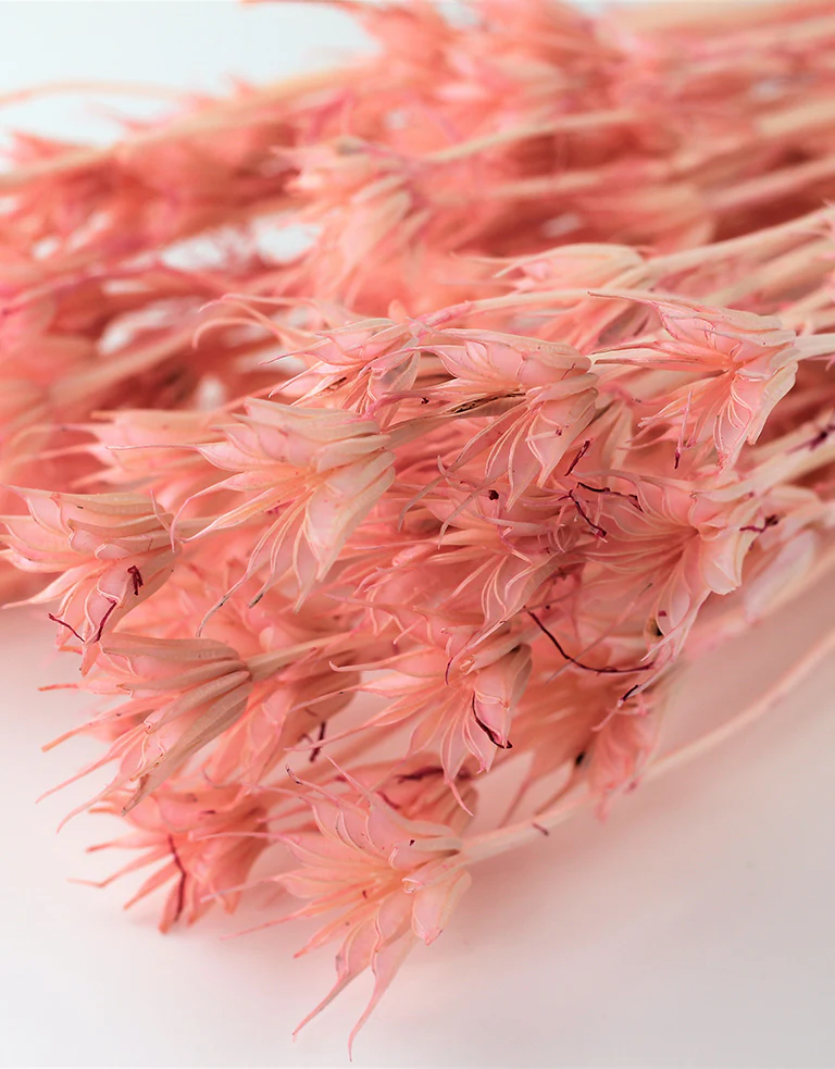 Dried Nigella Orientalis - Baby Pink Bunch, 60 cm - Image 3