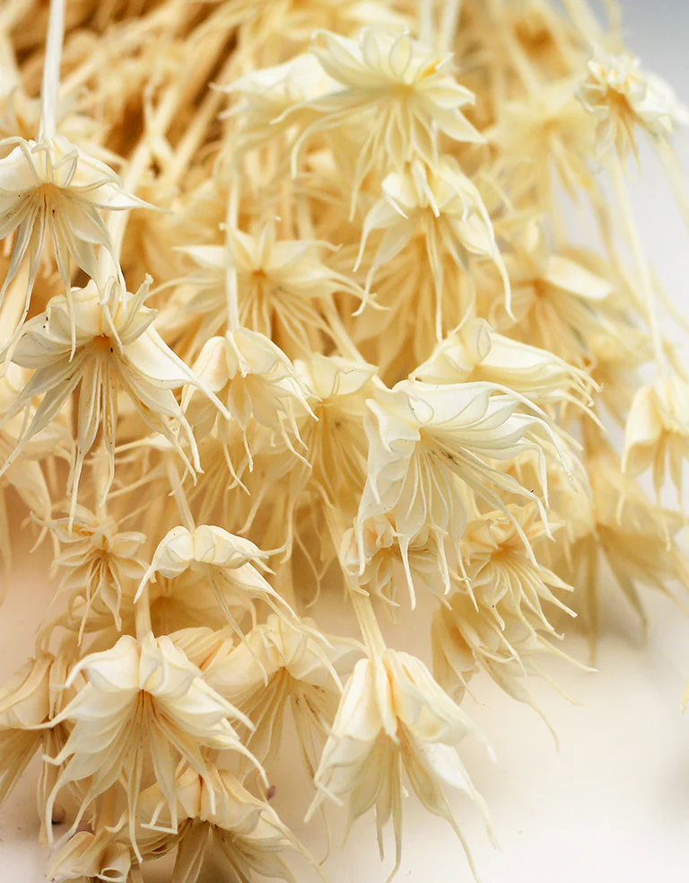 Dried Nigella Orientalis - Bleached Bunch, 50 cm - Image 2