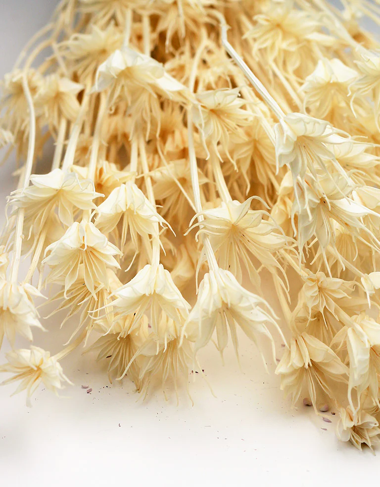 Dried Nigella Orientalis - Bleached Bunch, 50 cm - Image 3