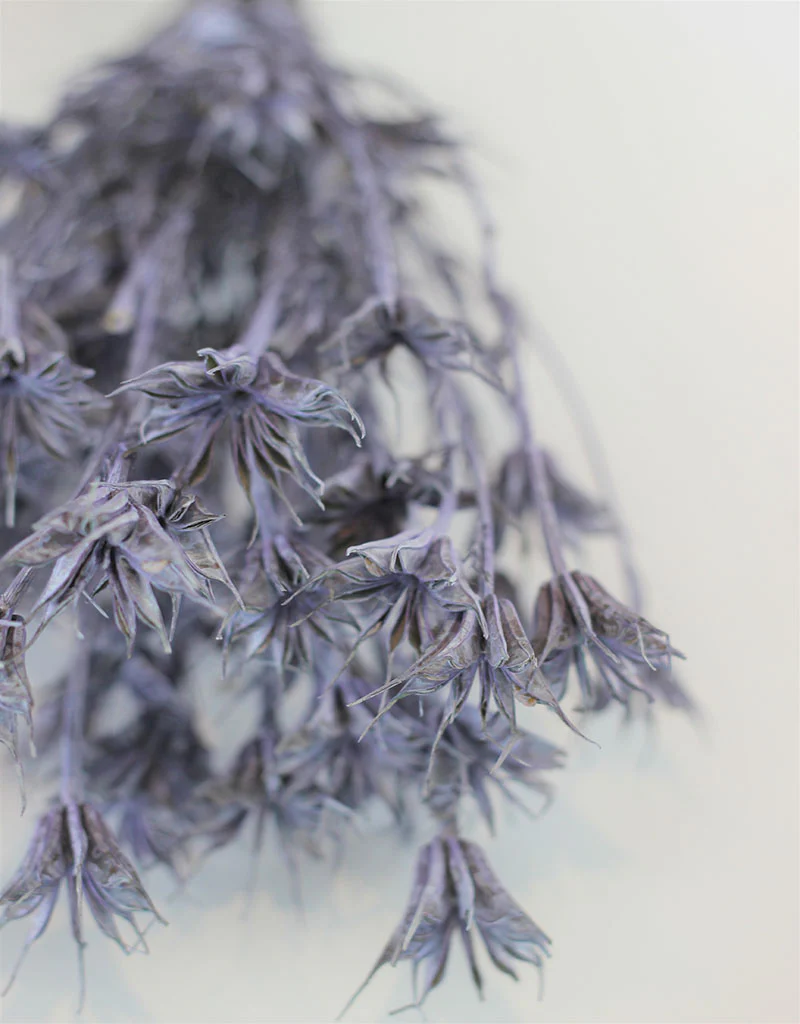 Dried Nigella Orientalis - Lilac Bunch, 60 cm - Image 2