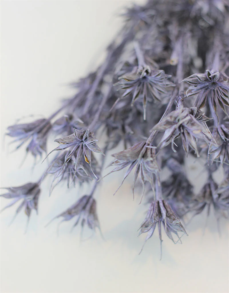 Dried Nigella Orientalis - Lilac Bunch, 60 cm - Image 3
