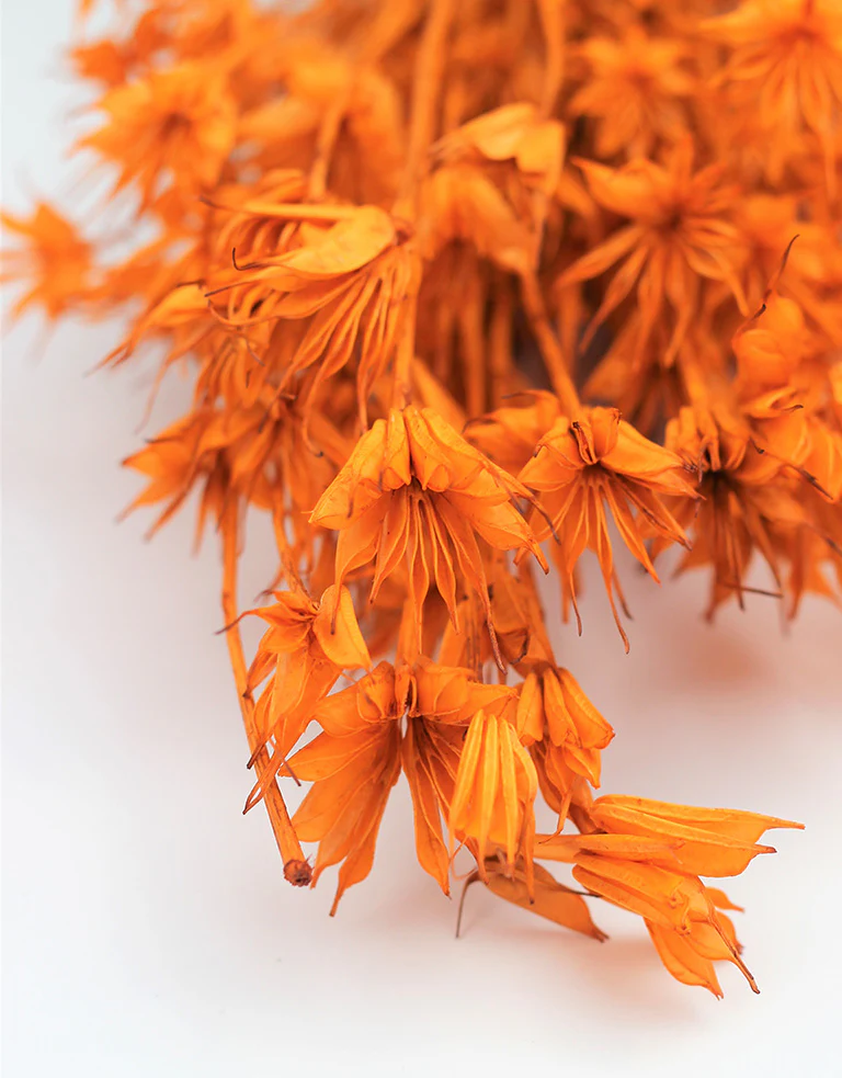 Dried Nigella Orientalis - Orange Bunch, 45 cm - Image 2