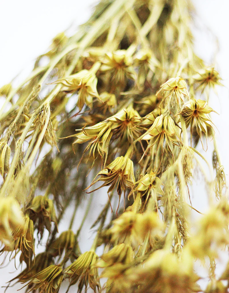 Dried Nigella Orientalis - Mustard Yellow Flowers Bunch, 60 cm - Image 2