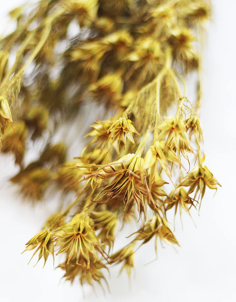Dried Nigella Orientalis - Mustard Yellow Flowers Bunch, 60 cm - Image 3