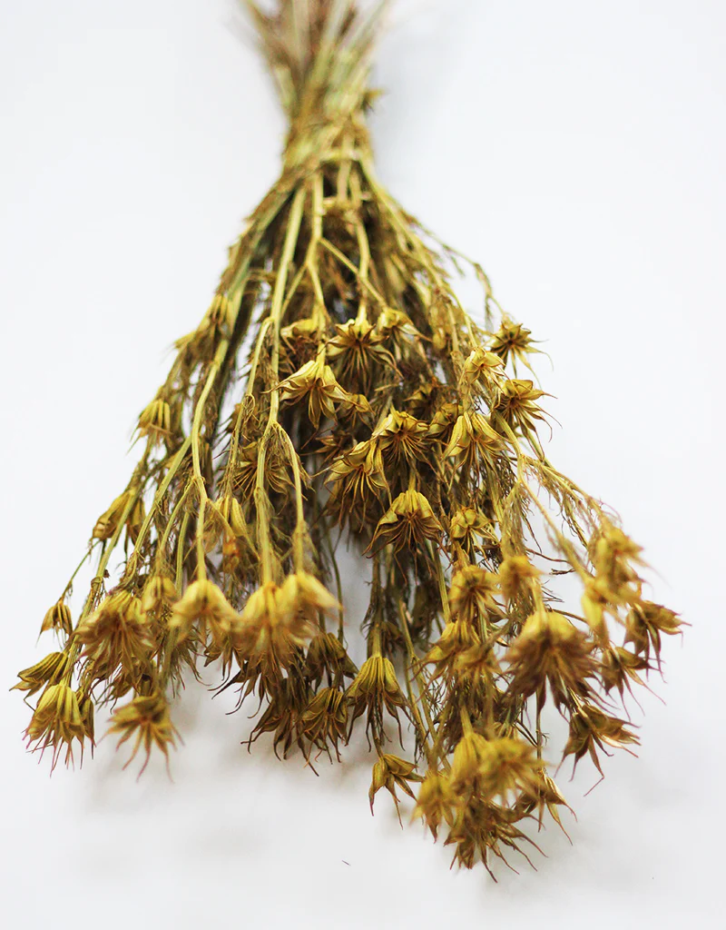 Dried Nigella Orientalis - Mustard Yellow Flowers Bunch, 60 cm - Image 4