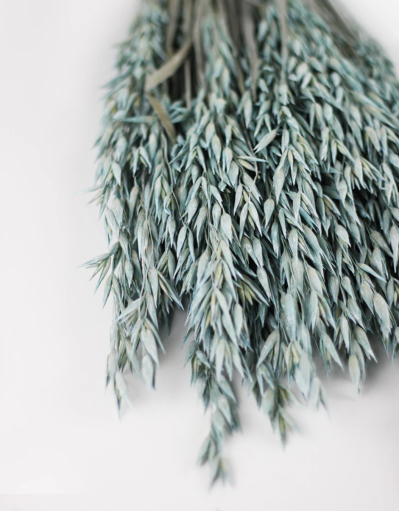 Dried Oat Avena - Frosted Blue Bunch, 70 cm, 100 grams - Image 2