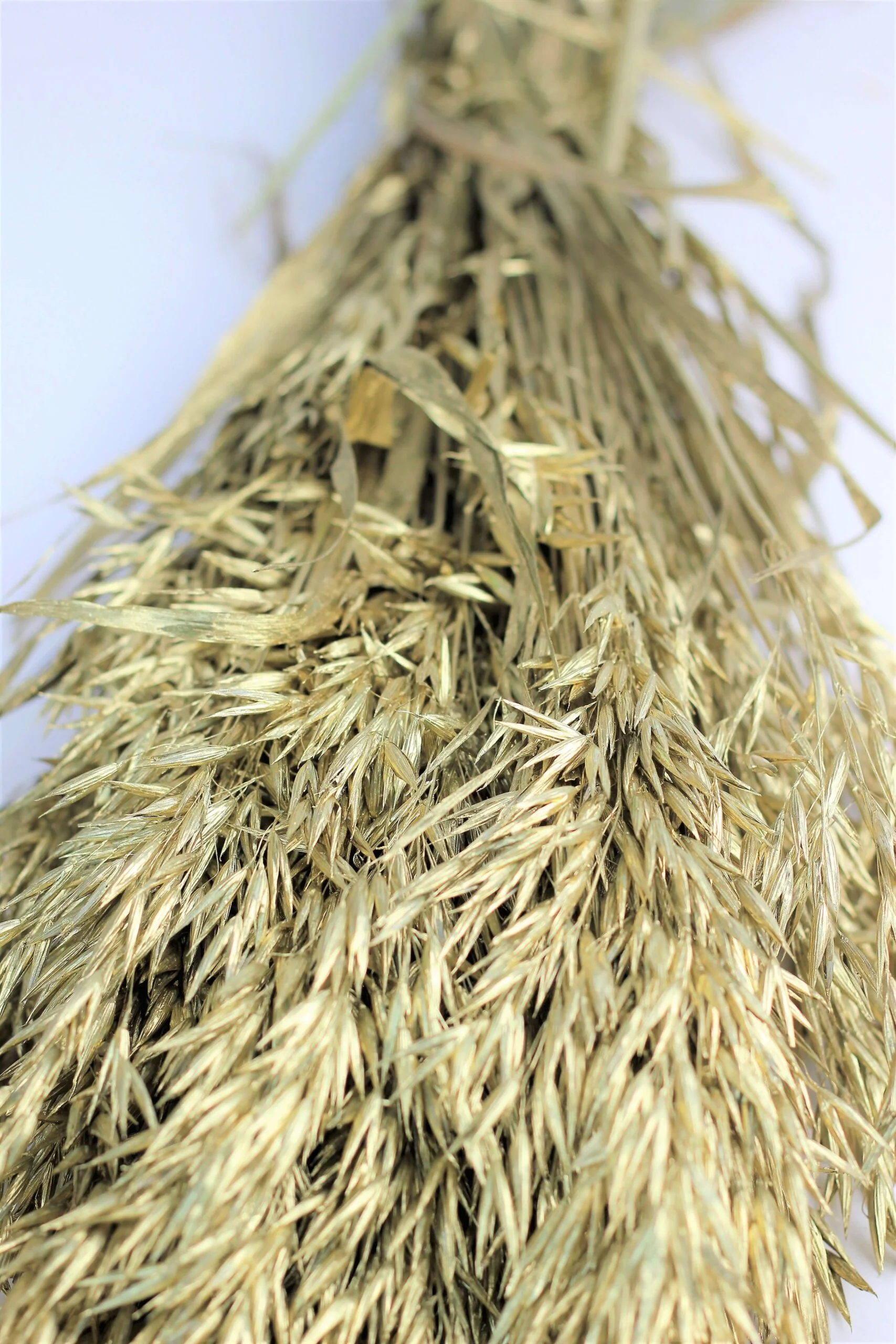 Dried Oat Avena- Gold Bunch, 100 grams, 70 cm - Image 2