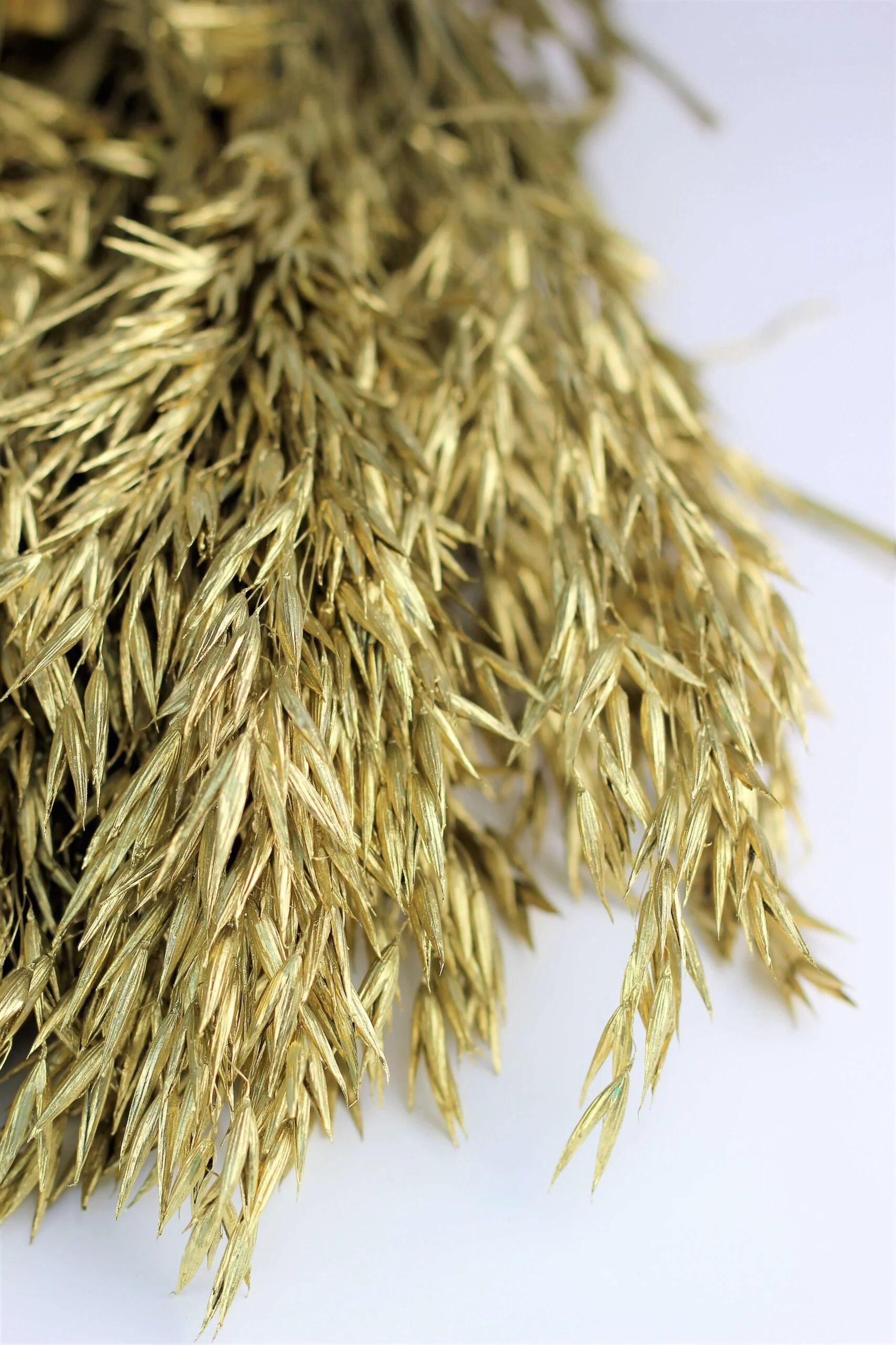 Dried Oat Avena- Gold Bunch, 100 grams, 70 cm - Image 3
