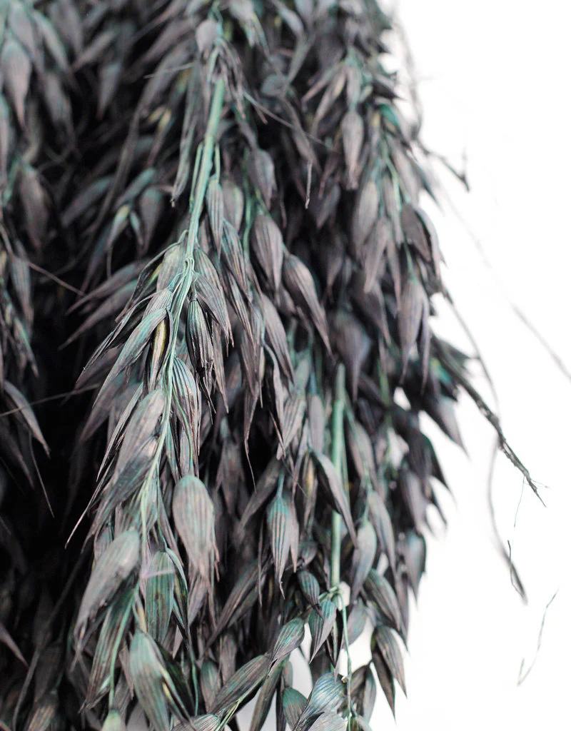 Dried Oat Avena- Green/Black, 100 grams, 60 cm - Image 2