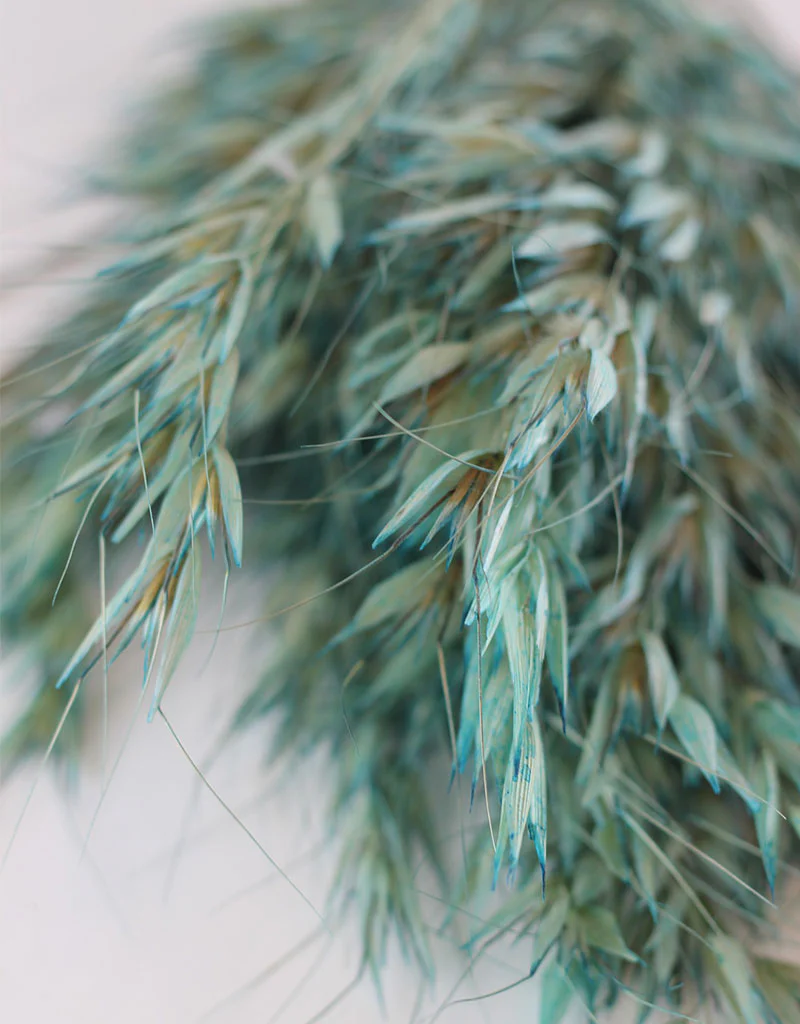 Dried Oat Avena - Ocean Blue Bunch, 100 grams, 70 cm - Image 2